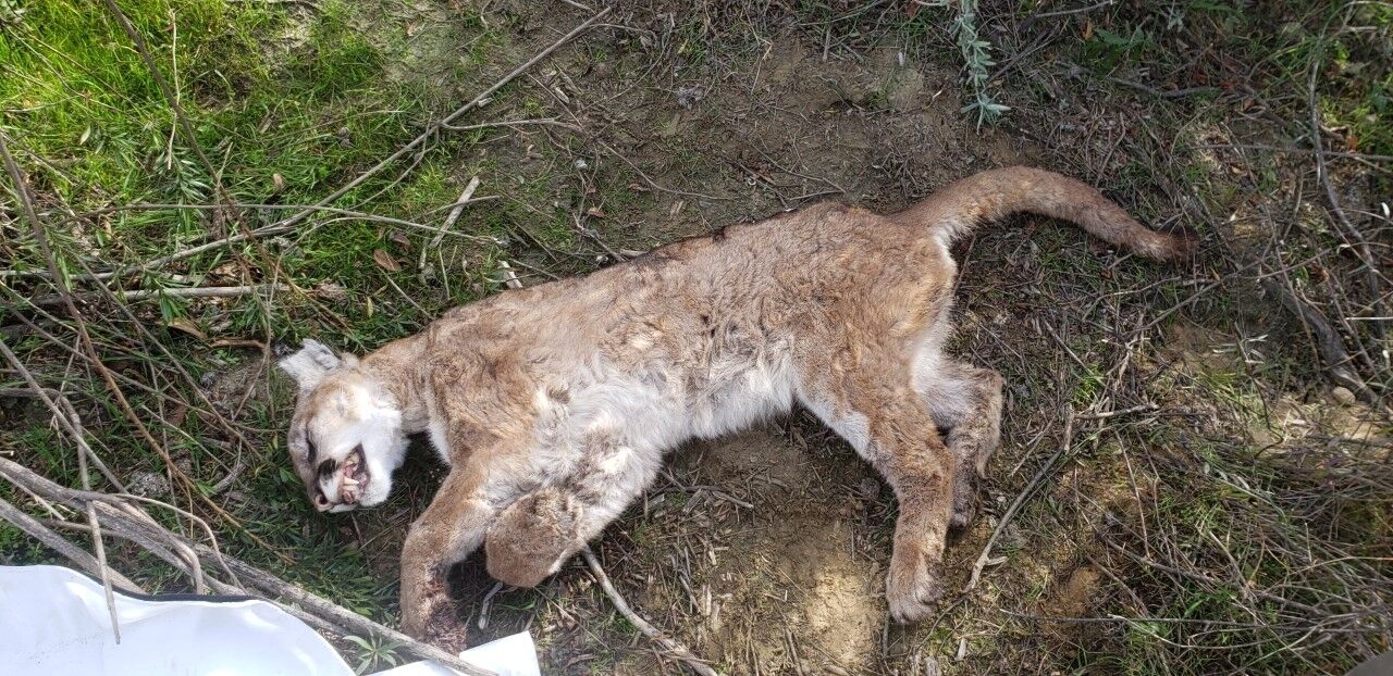 Big Cat Deaths